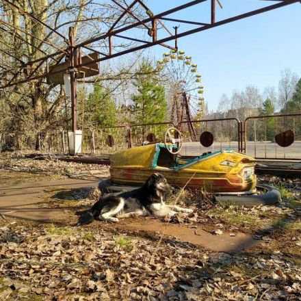 The guards caring for Chernobyl's abandoned dogs