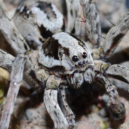 Great Fox-Spider Assumed Extinct in UK Found at British Army Training Area After 27 Years