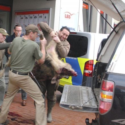 Wild boars terrorize German town, injure 4