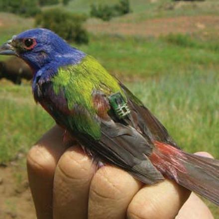Birds migrate along ancient routes – here are the latest high-tech tools scientists are using to study their amazing journeys