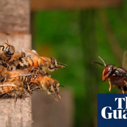 ‘Murder hornets’: race to protect North America's honeybees from giant invader
