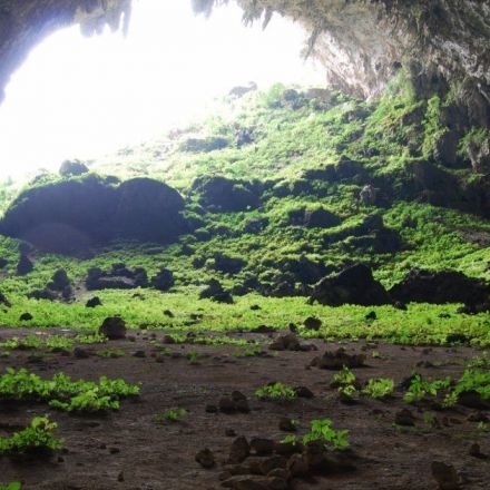 A cave in China is filled with exotic plants that shouldn't be there—but researchers may have figured out why