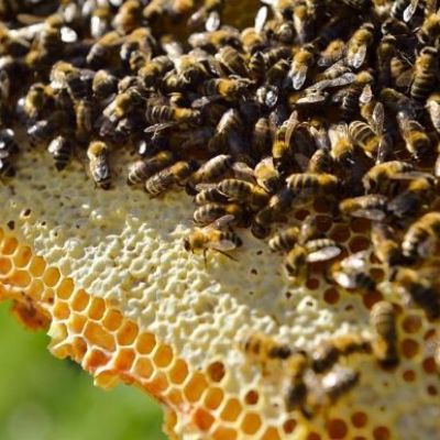 Two million bees stolen from Swedish farmers