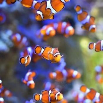 Losing Nemo: Clownfish 'cannot adapt to climate change' due to their specific mating habits, scientists say