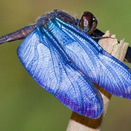 The blue wings of this dragonfly may be surprisingly alive