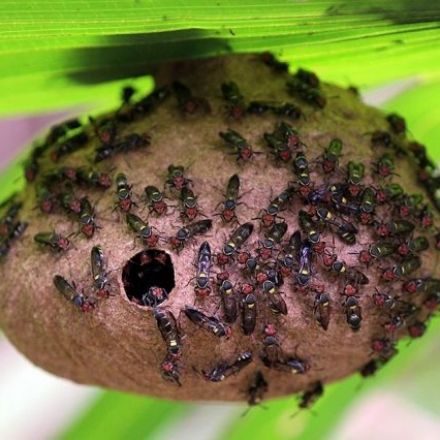 MIT engineers repurpose wasp venom as an antibiotic drug