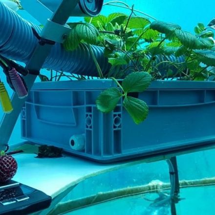 World's first underwater farm reopens growing lettuce and strawberries