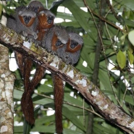 Amazon study discovers 381 new species in two-year period