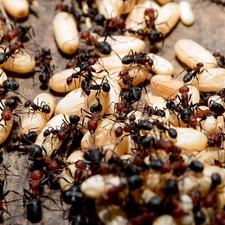 An ant colony has memories that its individual members don’t have
