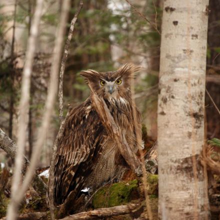 The world’s biggest owl is endangered—but it’s not too late to save it