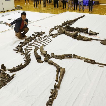 'World-class' skeleton of herbivorous dinosaur excavated in Hokkaido