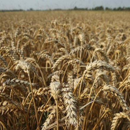 Mexico turns to Russia for cheaper wheat amid trade tensions with US