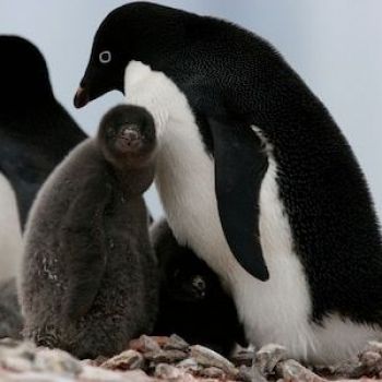 Antarctic Adélie penguin colony in jeopardy as Marine Protection Area is rejected