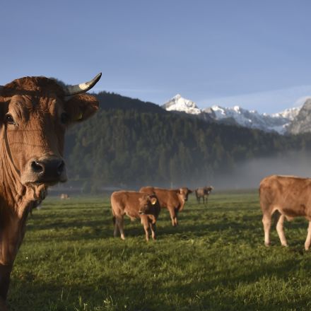 Study: Major climate reports have been seriously underestimating gassy cows