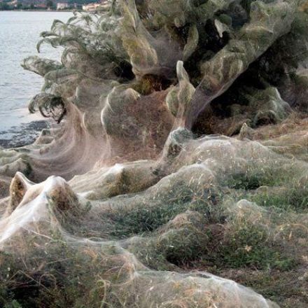 Spiders Have Exploded Over This Greek Town, Coating Everything in a 1,000-Foot Web