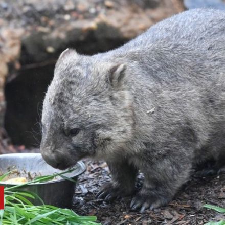 Mystery of wombats' cubed poop revealed