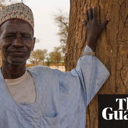 The great African regreening: millions of 'magical' new trees bring renewal
