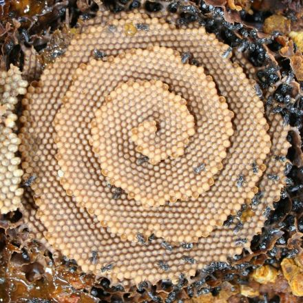 Nobody Knows Why These Bees Built a Spiral Nest