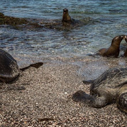 As Seas Warm, Galápagos Islands Face a Giant Evolutionary Test