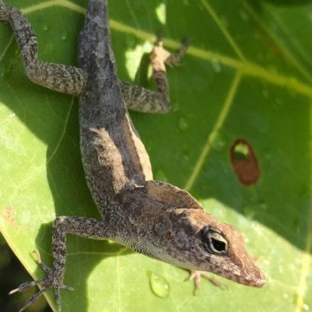 After Last Year's Hurricanes, Caribbean Lizards Are Better at Holding on for Dear Life