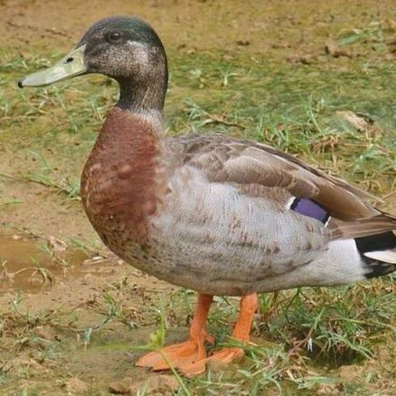 ‘World’s Loneliest Duck’ Dies on Tiny Pacific Island That Loved Him