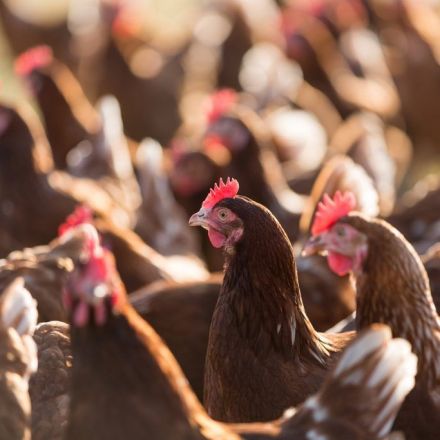 Animal Legal Defense Fund Sues Trader Joe’s for Deceptive Egg Carton Labeling