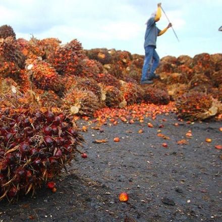 Iceland bans palm oil from its own-brand foods by end of the year