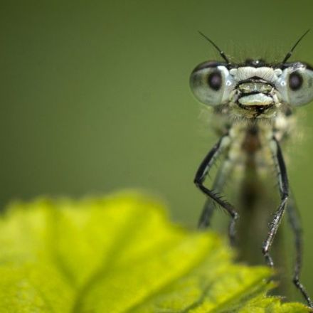 Is the Insect Apocalypse Really Upon Us?