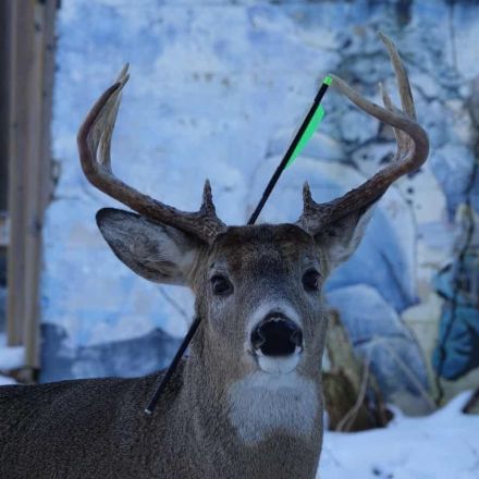Carrot the deer found in Ontario with arrow sticking out of his head