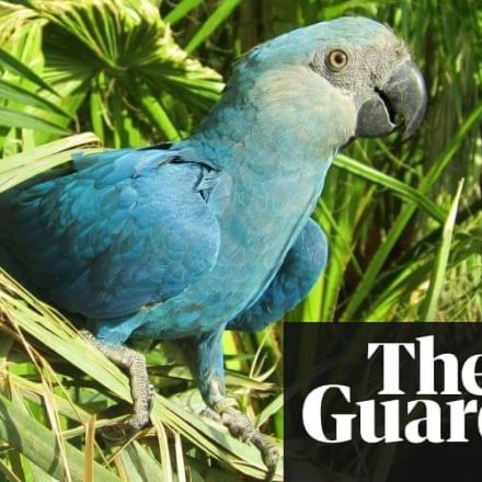 Eight bird species are first confirmed avian extinctions this decade