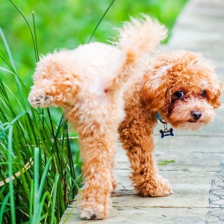 Is your dog lying to other dogs about its size?