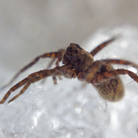Climate Change Makes Spiders Bigger—And That’s a Good Thing