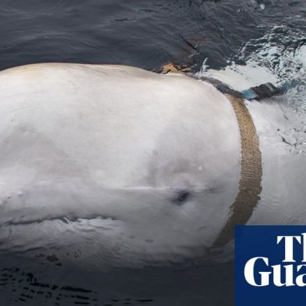 Whale with harness could be Russian weapon, say Norwegian experts