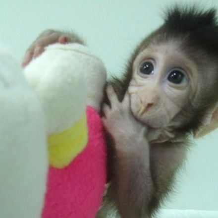 Chinese Scientists Have Successfully Cloned Monkeys