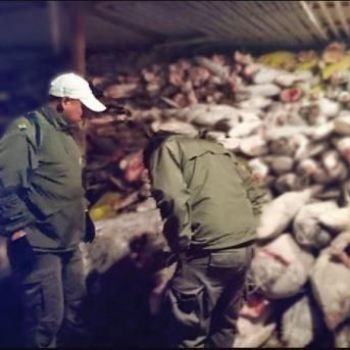 Chinese fishermen get up to 4 years prison for illegally fishing sharks in Ecuador