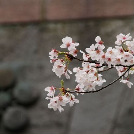 Why Are Japan’s Cherry Blossom Trees Blooming in Fall?