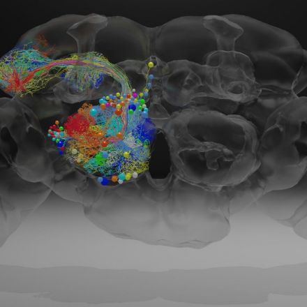 Complete Fly Brain Imaged at Nanoscale Resolution