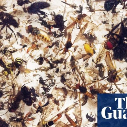 Plummeting insect numbers 'threaten collapse of nature'