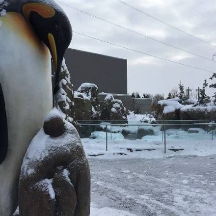 It’s so cold in Calgary, it’s too chilly for penguins at the Calgary Zoo