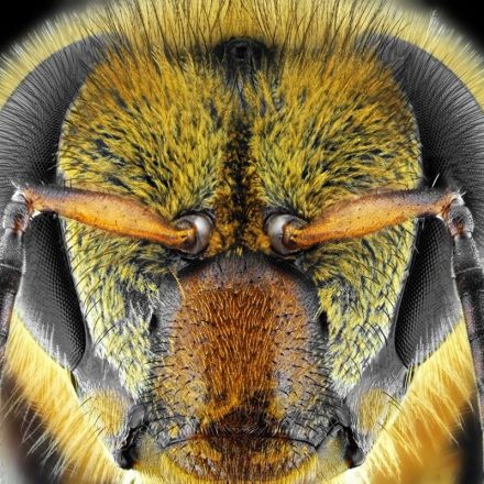 Bees are first insects shown to understand the concept of zero