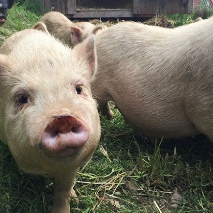 Individual who ate adopted pig banned from future adoptions