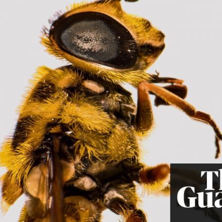 Invasion of the ‘frankenbees’: the danger of building a better bee