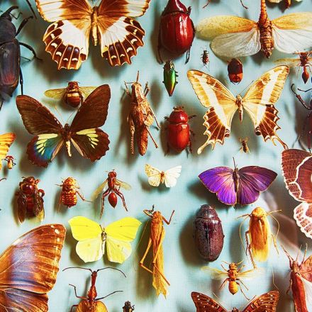 The insect apocalypse is not here but there are reasons for concern