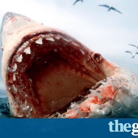 Orcas vs great white sharks: in a battle of the apex predators who wins?