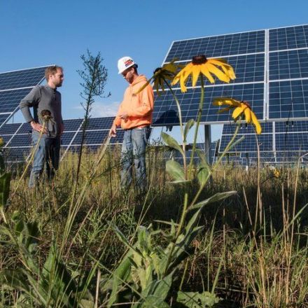 Solar Farms Shine a Ray of Hope on Bees and Butterflies