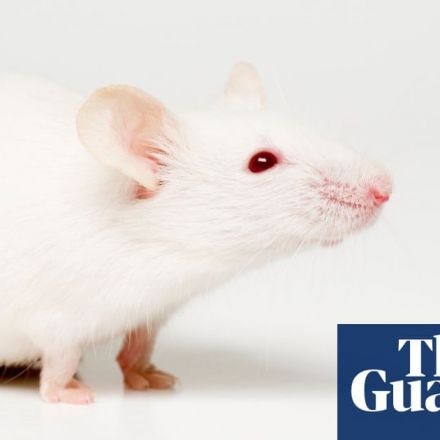 Autism symptoms replicated in mice after faecal transplants