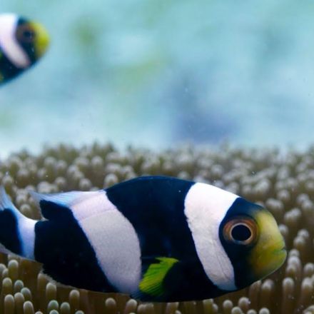 Incredible Teamwork From Little Clownfish