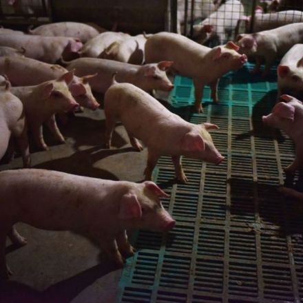 China’s Pig Pandemic Should Worry Everyone