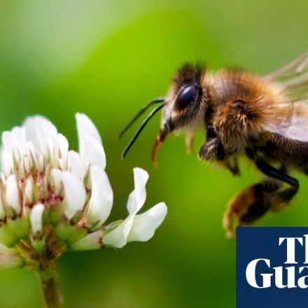 Bees may struggle in winds caused by global warming, study finds