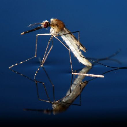 Mosquitoes Genetically Modified To Crash Species That Spreads Malaria